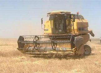 وزارة الإنتاج بالنيل الأبيض: عمليات حصاد القمح تسير بصورة جيدة وزارة الإنتاج بالنيل الأبيض: عمليات حصاد القمح تسير بصورة جيدة