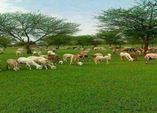 القضارف تبحث سبل الارتقاء بصادر الحيوان القضارف تبحث سبل الارتقاء بصادر الحيوان