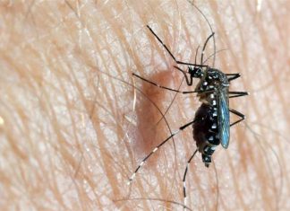 تحذير خطير من تفشيّ فيروس”زيكا” تحذير خطير من تفشيّ فيروس”زيكا”