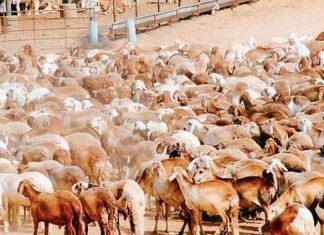 الثروة الحيوانية تؤكد انسياب صادرات الماشية و اللحوم الثروة الحيوانية تؤكد انسياب صادرات الماشية و اللحوم