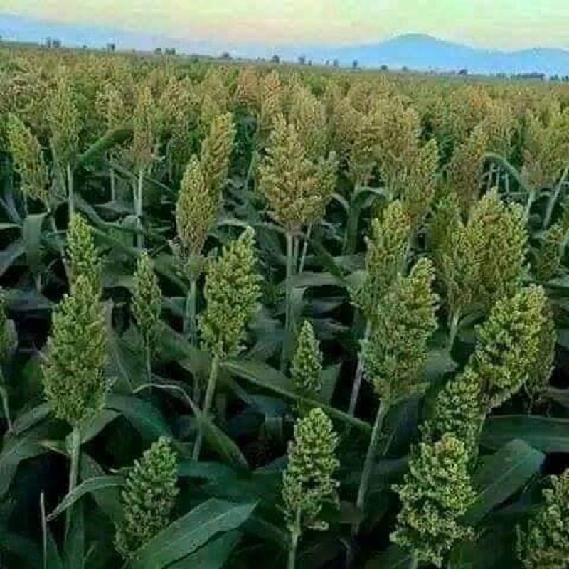 استمرار ارتفاع أسعار الذرة الفتريتة لتتخطى أسعار السمسم بالقضارف استمرار ارتفاع أسعار الذرة الفتريتة لتتخطى أسعار السمسم بالقضارف