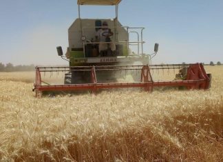 اكتمال حصاد الفول في مساحة 4265 فدان بمحلية مروى اكتمال حصاد الفول في مساحة ٤٢٦٥ فدان بمحلية مروى