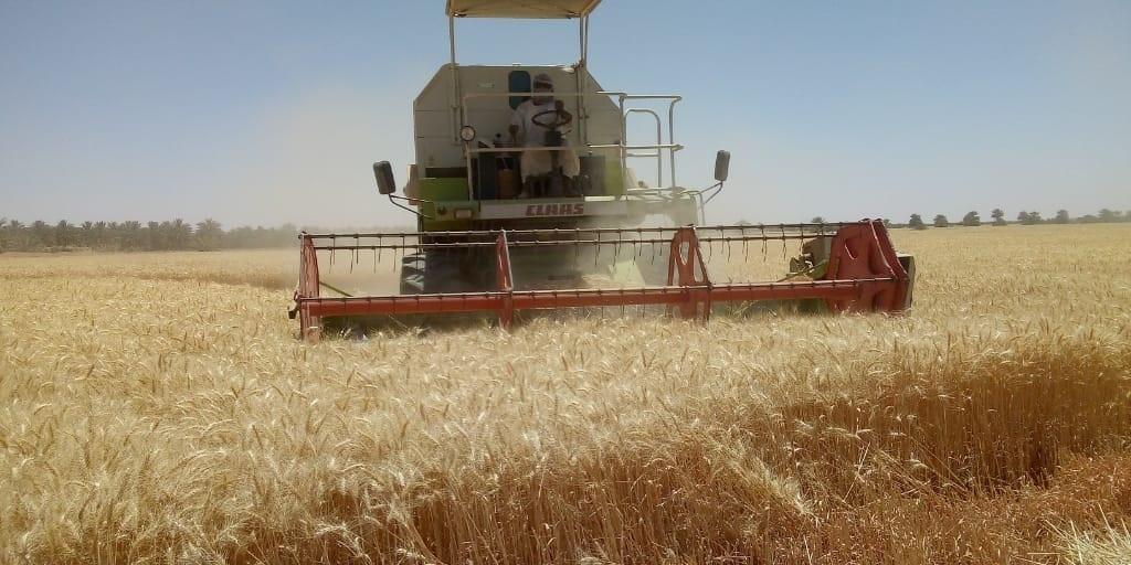 اكتمال حصاد الفول في مساحة ٤٢٦٥ فدان بمحلية مروى اكتمال حصاد الفول في مساحة ٤٢٦٥ فدان بمحلية مروى