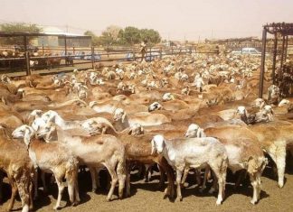 الثروة الحيوانة تؤكد انسياب صادر الماشية للسعودية و الدول العربية الثروة الحيوانة تؤكد انسياب صادر الماشية للسعودية و الدول العربية