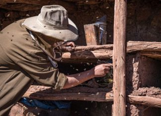 النحل يهجر أقدم مزرعة جماعية في العالم النحل يهجر أقدم مزرعة جماعية في العالم