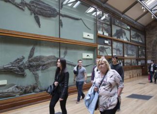 اكتشاف أكبر سنّ لسحالٍ سمكية عملاقة عاشت قبل 205 ملايين سنة اكتشاف أكبر سنّ لسحالٍ سمكية عملاقة عاشت قبل 205 ملايين سنة