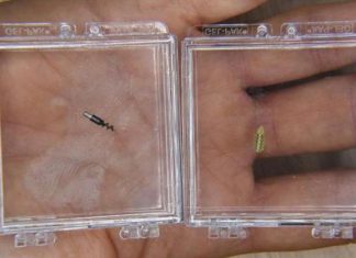 شركة أميركية ناشئة تطور روبوتات صغيرة تُحقن في الدماغ لمعالجته شركة أميركية ناشئة تطور روبوتات صغيرة تُحقن في الدماغ لمعالجته