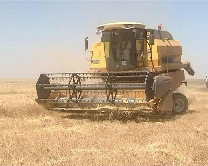 الشمالية تشرع فى حصاد القمح والفول المصري الشمالية تشرع فى حصاد القمح والفول المصري