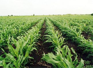 محفظة لتوفير السماد لزراعة محاصيل العروه الصيفية بالجزيرة محفظة لتوفير السماد لزراعة محاصيل العروه الصيفية بالجزيرة