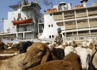 تصدير أكثر من 19 ألف رأس من الماشية للسعودية تصدير أكثر من 19 ألف رأس من الماشية للسعودية