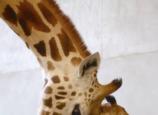 المجلس الأعلى للبيئة يحتفل باليوم العالمي للتنوع الحيوي المجلس الأعلى للبيئة يحتفل باليوم العالمي للتنوع الحيوي