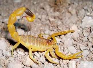 الكشف عن إحصائية صادمة بشأن لدغات العقارب بالشمالية الكشف عن إحصائية صادمة بشأن لدغات العقارب بالشمالية