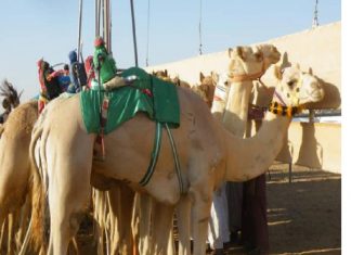 الثروة الحيوانية تشارك في المهرجان الدولي لسباق الهجن الثروة الحيوانية تشارك في المهرجان الدولي لسباق الهجن