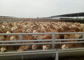 تصدير 14 ألف رأسا من الضأن و239 من الإبل للسعودية تصدير 14 ألف رأسا من الضأن و239 من الإبل للسعودية