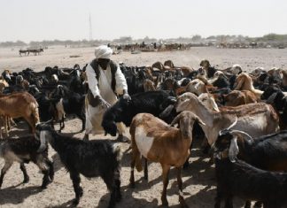 الثروة الحيوانية بالسودان بين سندان تقلبات الساسة ومطرقة مافيا التهريب -الثروة الحيوانية بالسودان بين سندان تقلبات الساسة ومطرقة مافيا التهريب