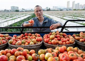 علماء يطوّرون بندورة معدّلة وراثيّاً لتصير مصدراً لفيتامين “دي” علماء يطوّرون بندورة معدّلة وراثيّاً لتصير مصدراً لفيتامين "دي"