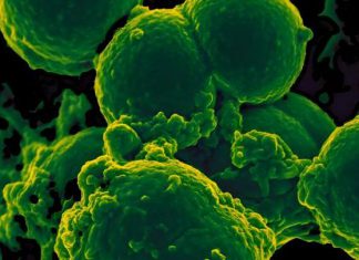 أطلس الخلايا البشرية: خطوة طبية عملاقة أطلس الخلايا البشرية: خطوة طبية عملاقة