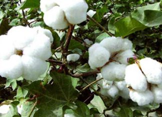 منظمة تطلق مبادرة فداك يا قطن لزيادة ساعات عمل المحالج منظمة تطلق مبادرة فداك يا قطن لزيادة ساعات عمل المحالج