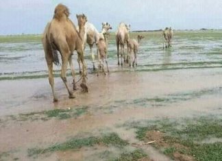 التعدين يقلص المرعى بالبطانة ويهدد القطاع الحيواني بالقضارف التعدين يقلص المرعى بالبطانة ويهدد القطاع الحيواني بالقضارف