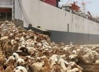 إنقاذ للماشية من الباخرة بدر(1) التي تعرضت لحادث غرق إنقاذ للماشية من الباخرة بدر(1) التي تعرضت لحادث غرق