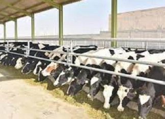 ضمن جولته الميدانية:وزير الثروة الحيوانية يتفقد محطة أبحاث ام بنين ضمن جولته الميدانية:وزير الثروة الحيوانية يتفقد محطة أبحاث ام بنين