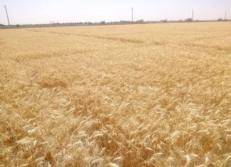 الأمم المتحدة تدعو لعدم فرض قيود على تصدير المواد الغذائية الأمم المتحدة تدعو لعدم فرض قيود على تصدير المواد الغذائية