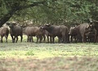 افتتاح ورشة التقصي الحقلي لامراض الحيوانات البرية والمستأنسة بسنار افتتاح ورشة التقصي الحقلي لامراض الحيوانات البرية والمستأنسة بسنار