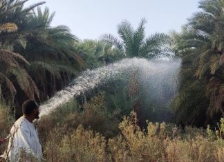 حريق هائل يلتهم كميات كبيرة من أشجار النخيل والموالح بنوري. حريق هائل يلتهم كميات كبيرة من أشجار النخيل والموالح بنوري.