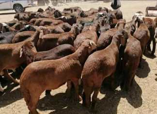 حافظ يضع حجر الاساس لسوق صادر الماشية بمحلية كوستي حافظ يضع حجر الاساس لسوق صادر الماشية بمحلية كوستي