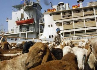 تصدير أكثر من 52 ألف رأس من الضأن الي السعودية تصدير أكثر من 52 ألف رأس من الضأن الي السعودية