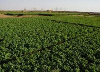 مزارعو الحدود الشرقية بالقضارف يطالبون بتدخل الدولة لحماية أراضيهم مزارعو الحدود الشرقية بالقضارف يطالبون بتدخل الدولة لحماية أراضيهم