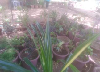 ادارة التدريب بالشباب والرياضة بالخرطوم تدشن كورس الفلاحة المنزلية ادارة التدريب بالشباب والرياضة بالخرطوم تدشن كورس الفلاحة المنزلية