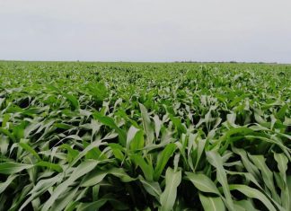 القضارف تعلن زراعة سبعة مليون فدان هذا الموسم القضارف تعلن زراعة سبعة مليون فدان هذا الموسم