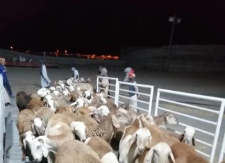 الثروة الحيوانية تؤكد استمرار صادر الماشية للسعودية الثروة الحيوانية تؤكد استمرار صادر الماشية للسعودية