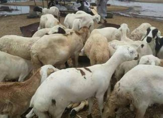 بنك العمال يعلن توفير خراف الأضاحي للعاملين بالاقساط بنك العمال يعلن توفير خراف الأضاحي للعاملين بالاقساط