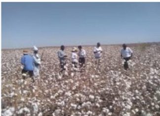 القضارف :ورشة تدعو لاستخدام التقانات والبذور المحسنة لزراعة القطن القضارف :ورشة تدعو لاستخدام التقانات والبذور المحسنة لزراعة القطن