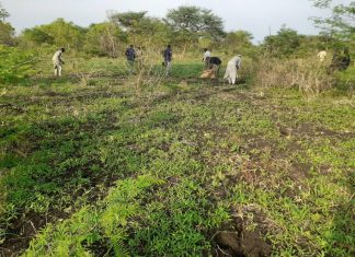 ادارة المراعي والعلف بسنار حمله لمكافحة نبات الرامتوك بمحمية الدندر ادارة المراعي والعلف بسنار حمله لمكافحة نبات الرامتوك بمحمية الدندر