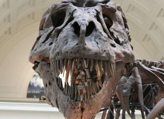 العثور على حفرية ديناصور “مرعب” كان يعيش في مصر قبل 98 مليون عام العثور على حفرية ديناصور "مرعب" كان يعيش في مصر قبل 98 مليون عام