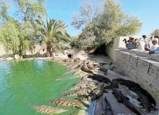 الأكبر في أفريقيا، قرية التماسيح في تونس الأكبر في أفريقيا، قرية التماسيح في تونس