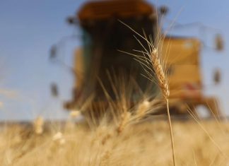 منظمة الأغذية: لا توجد دول في العالم يمكن أن تحل محل الإمدادات الغذائية من روسيا وأوكرانيا منظمة الأغذية: لا توجد دول في العالم يمكن أن تحل محل الإمدادات الغذائية من روسيا وأوكرانيا