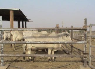 تأهيل ترعة وبيارة محطة أبحاث أم بنين البيطرية تأهيل ترعة وبيارة محطة أبحاث أم بنين البيطرية