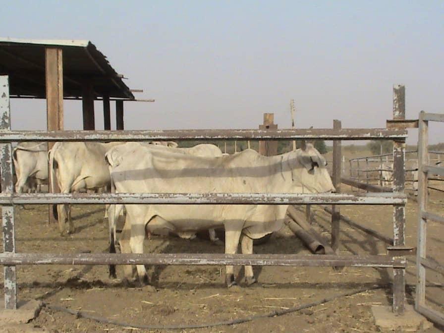 تأهيل ترعة وبيارة محطة أبحاث أم بنين البيطرية تأهيل ترعة وبيارة محطة أبحاث أم بنين البيطرية