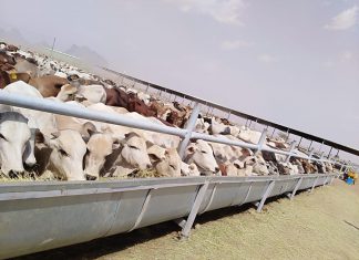 الثروة الحيوانية :تصدير 2.813 رأسا من المواشي للأردن الثروة الحيوانية :تصدير 2.813 رأسا من المواشي للأردن