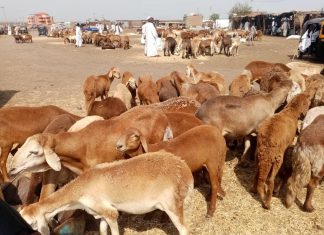 أسعار الأضاحي من 80الى 200الف جنيها بالقضارف وتوقعات بانخفاضها أسعار الأضاحي من 80الى 200الف جنيها بالقضارف وتوقعات بانخفاضها