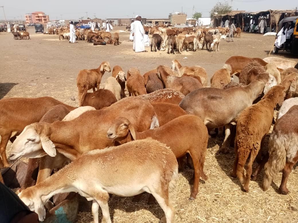أسعار الأضاحي من 80الى 200الف جنيها بالقضارف وتوقعات بانخفاضها أسعار الأضاحي من 80الى 200الف جنيها بالقضارف وتوقعات بانخفاضها