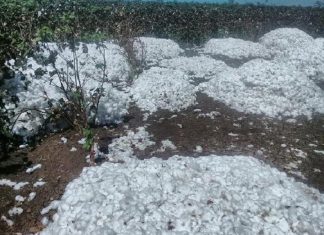 الجزيرة: يوم الحقل الثانى لزراعة القطن بالقرشي الجزيرة: يوم الحقل الثانى لزراعة القطن بالقرشي