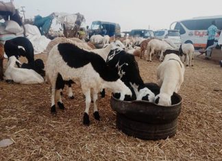 استطلاع حول أسعار الأضحية بسوق مدني المركزي استطلاع حول أسعار الأضحية بسوق مدني المركزي