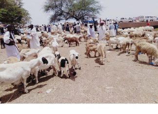 إرتفاع أسعار خراف الأضاحي وركود في القوة الشرائية بالقرشي إرتفاع أسعار خراف الأضاحي وركود في القوة الشرائية بالقرشي