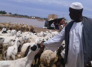 خراف الاضاحي بالنيل الازرق …وفرة وتباين اسعار خراف الاضاحي بالنيل الازرق ...وفرة وتباين اسعار