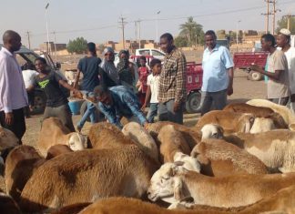 توزيع أضاحي العيد للعاملين بوزارة الثقافة والإعلام توزيع أضاحي العيد للعاملين بوزارة الثقافة والإعلام